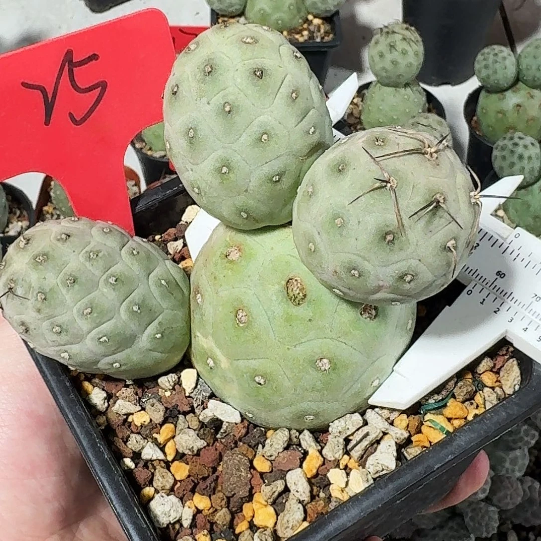 25号大型习志野（4头）