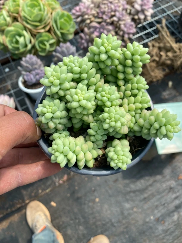 玉坠散装带盆带土满9.9包邮