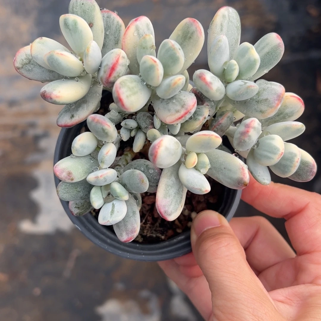 带盆发乒乓福娘锦1068号