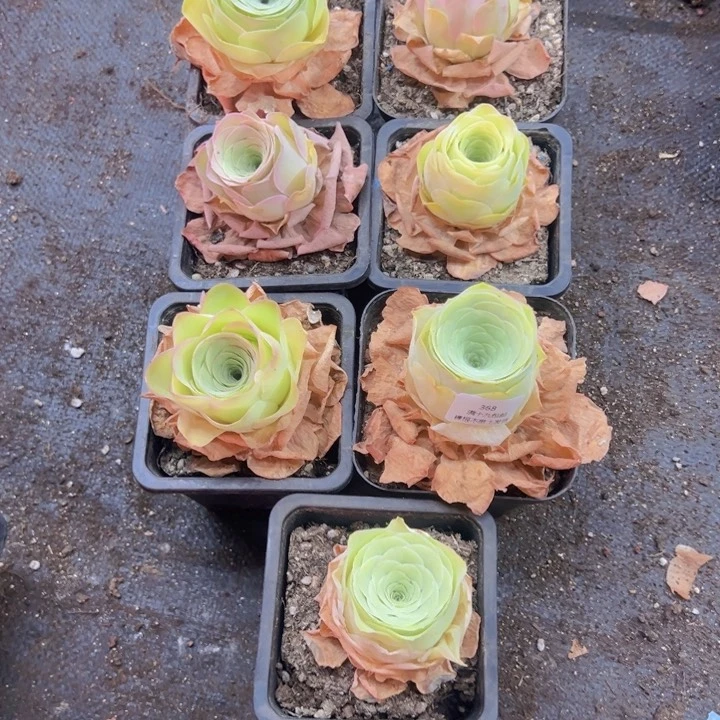 梦**真368 裸根不带土发货不包损