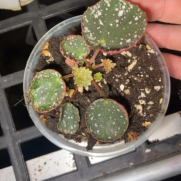 芝麻屑秋海棠一物一拍