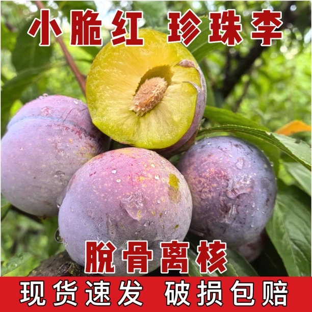 四川雅安汉源李子高山脱骨李子小脆红现摘现发净重5斤包邮水果