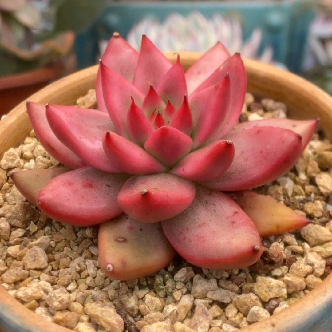 001东云杂锦锦锦锦锦锦