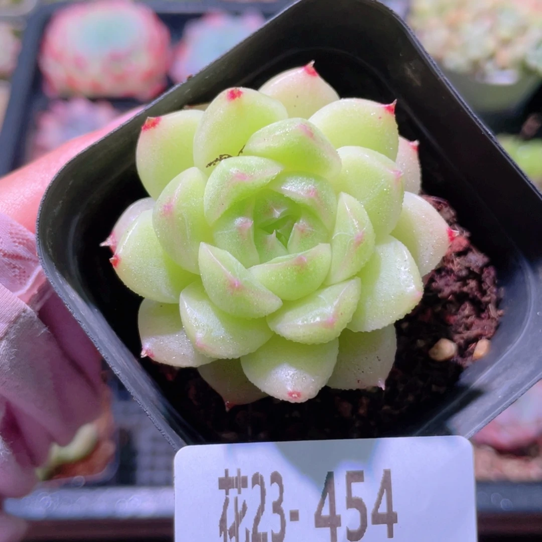 花利美23-454麦秆