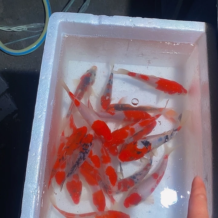 一***睡锦鲤锦鲤活鱼开箱包活