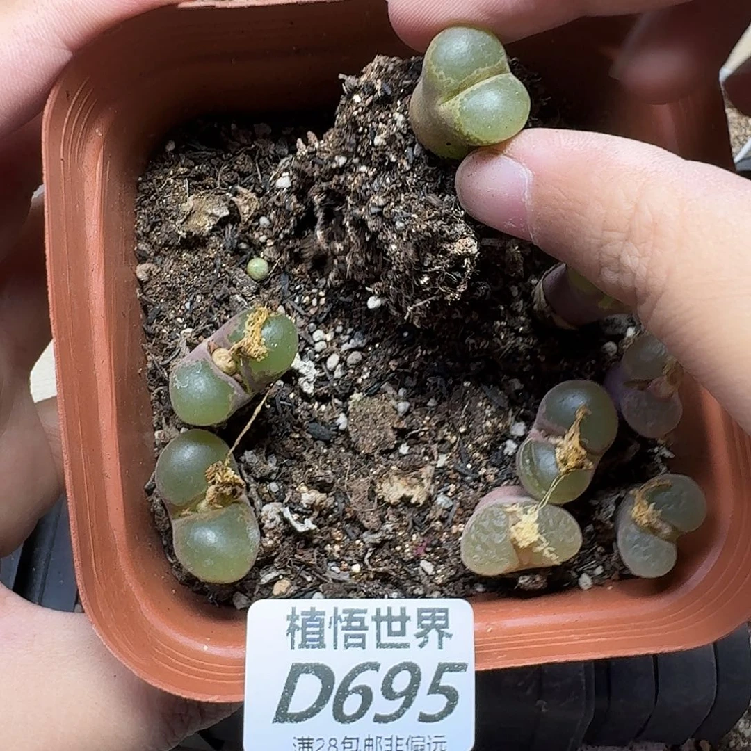 多肉植物的润泽ghb