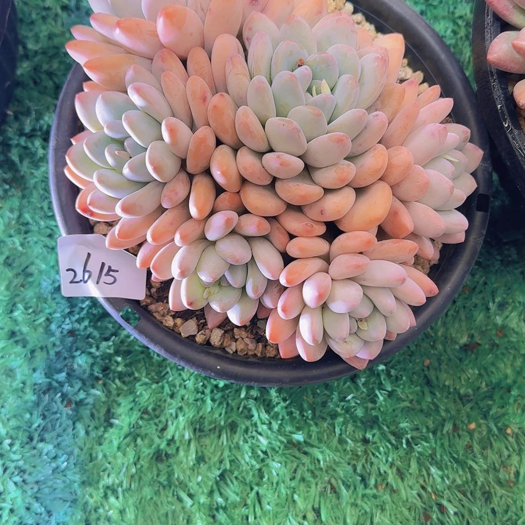 明***好2615香水多肉植物