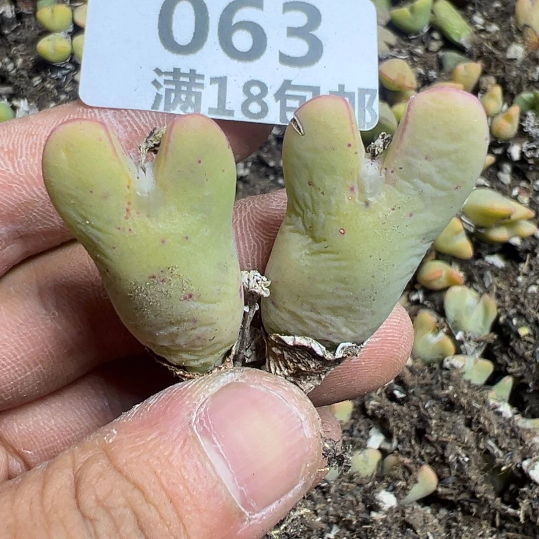 【闪购商品】 063。