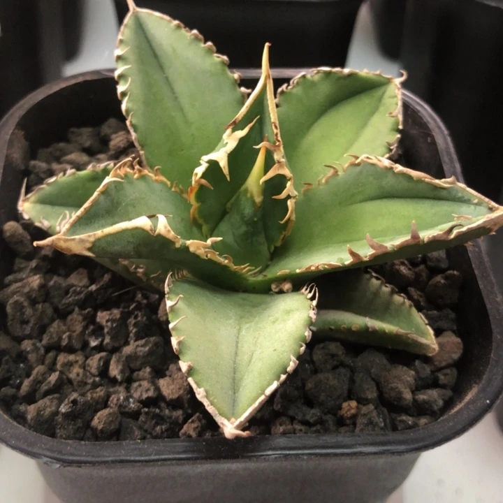 露养白豪刺仁王冠龙舌兰