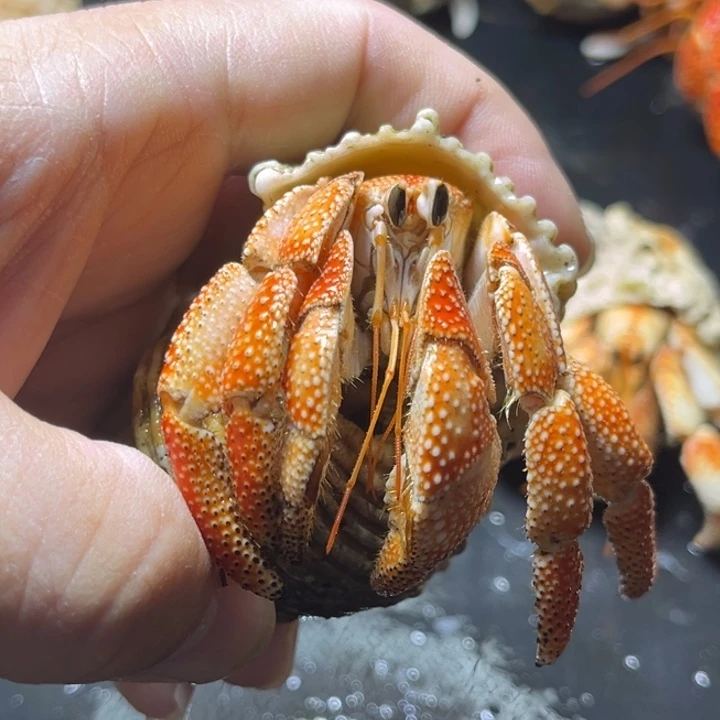 闪5号毛球2.9口径