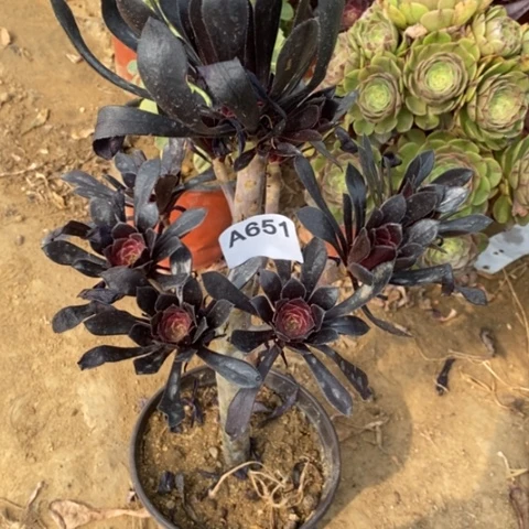 巧墨法师一物一拍