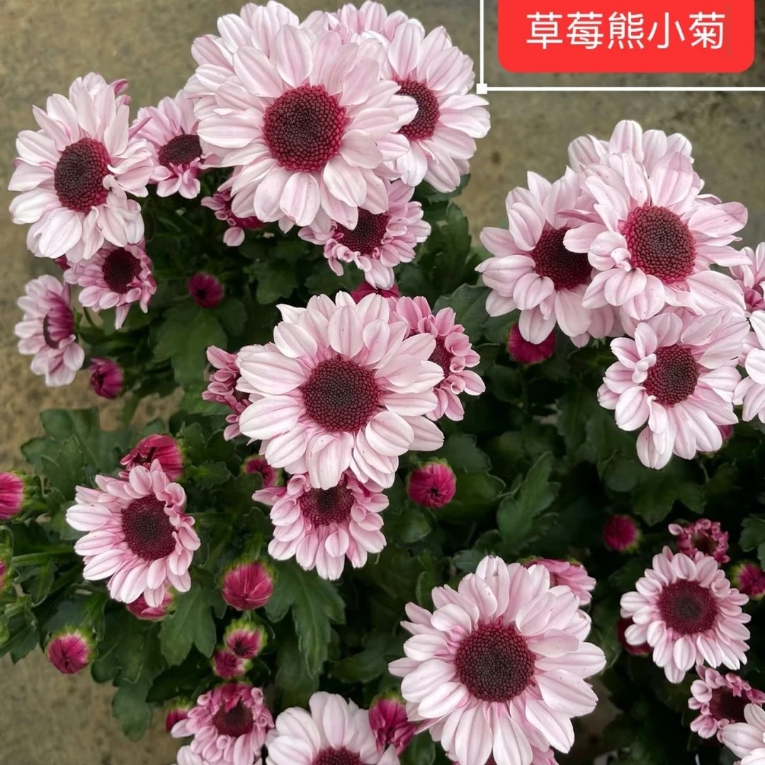 【草莓熊】精致小雏菊盆栽地栽开花好看
