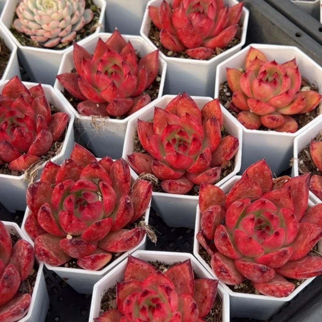 阿姆斯壮到手1颗量拍多肉满20元包邮下午发货