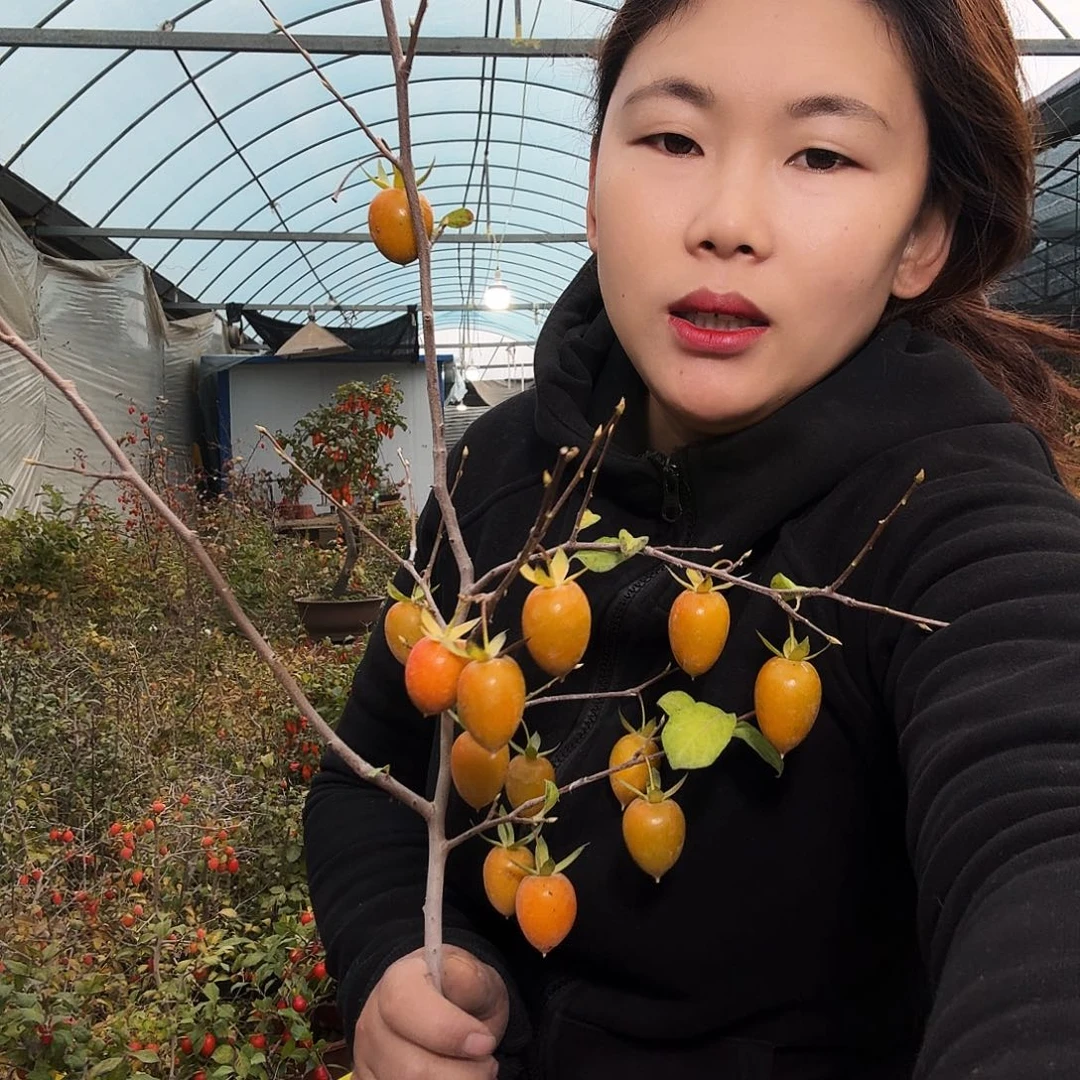 爱***哥完全开放老鸭柿子