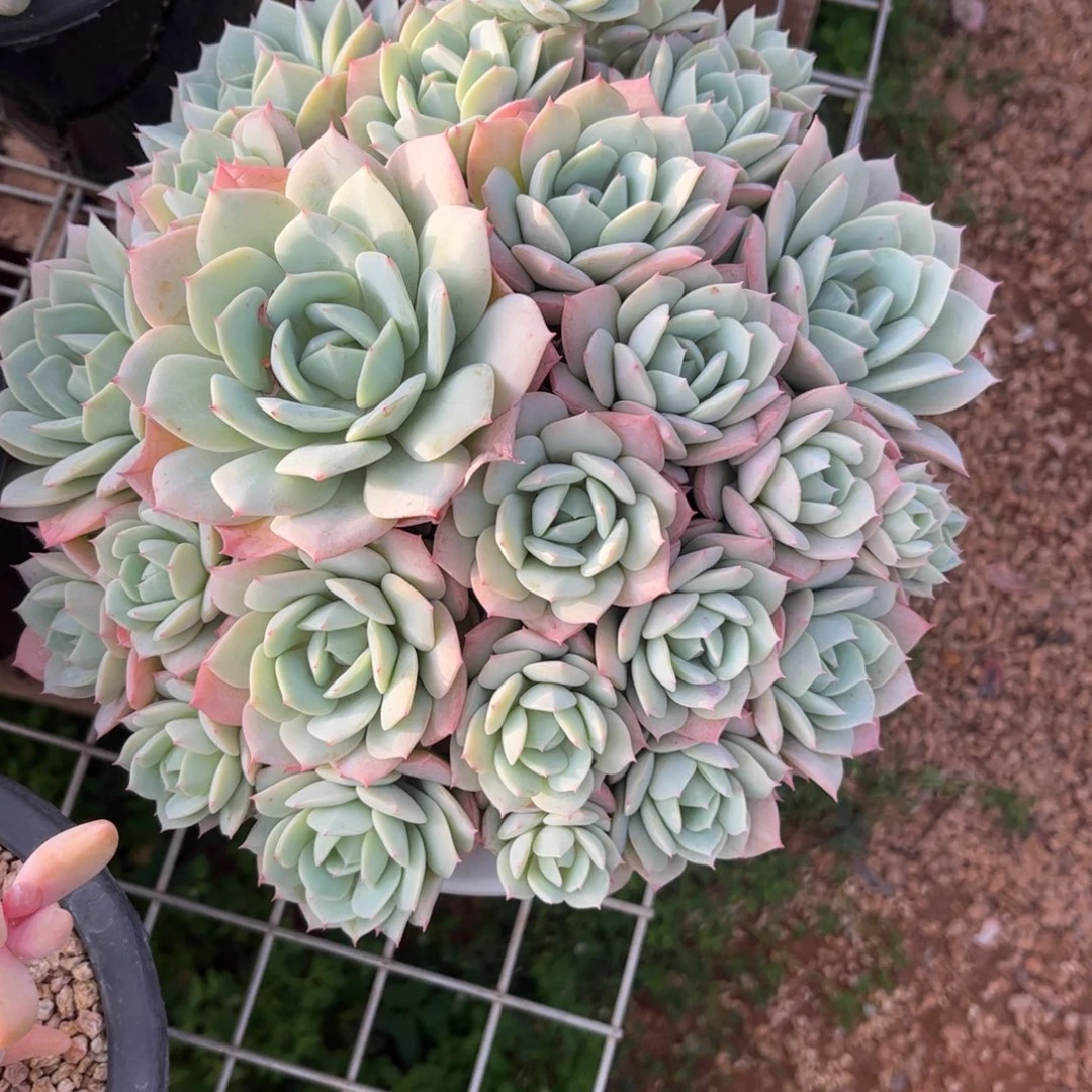 @***@好姑娘多肉园艺，恋曲