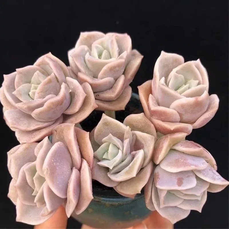 可爱玫瑰多肉，以直播间展示为主