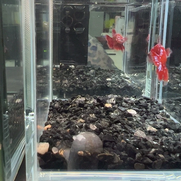 斗鱼竞拍跑单拉黑30日147