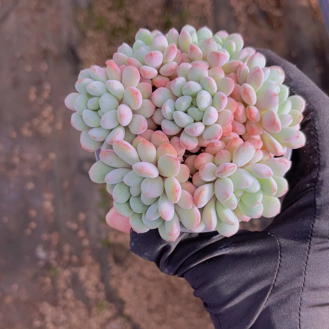 手捧小红蛋10.5公分99999999999