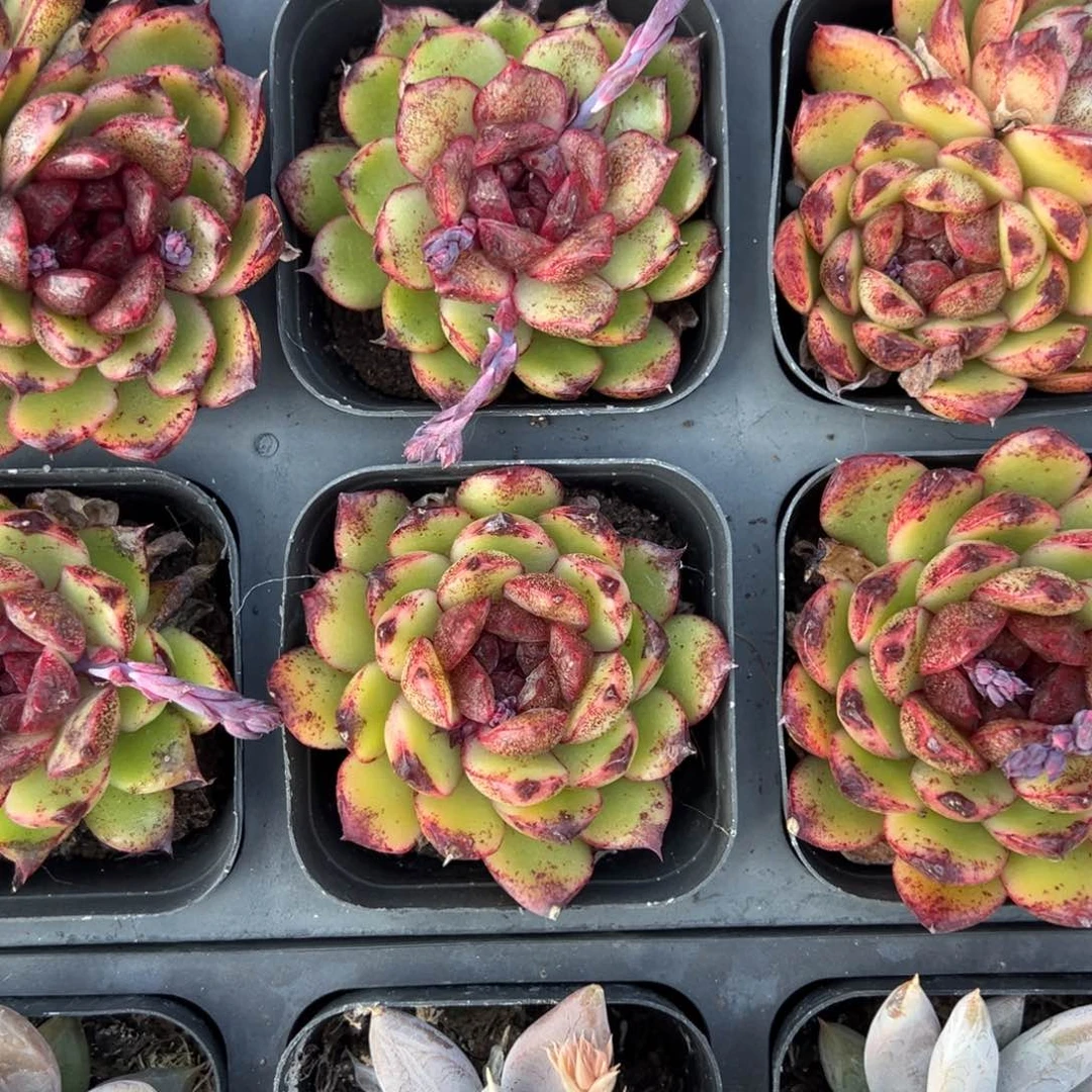 黑水晶玫瑰单头一颗量拍多肉满9.9包邮下午发