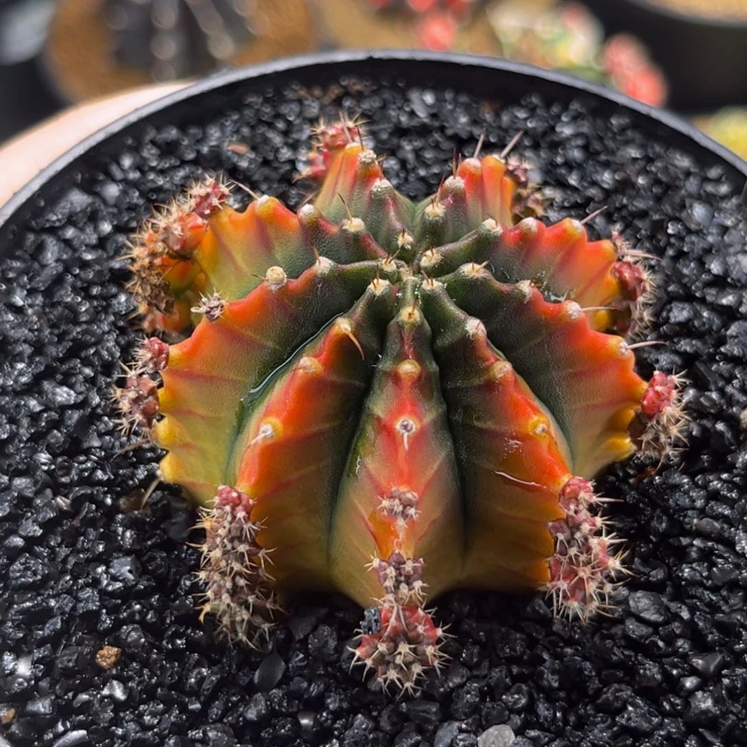 金灿灿 米哈仙人球