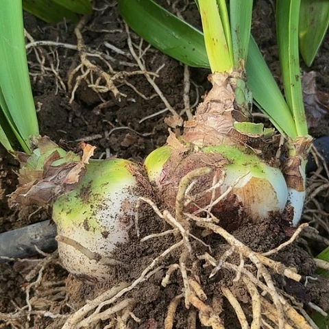 啊**喔玛丽林有标双胞胎包对版