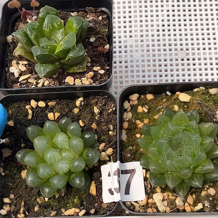 337 实生玉露3盆 带盆土