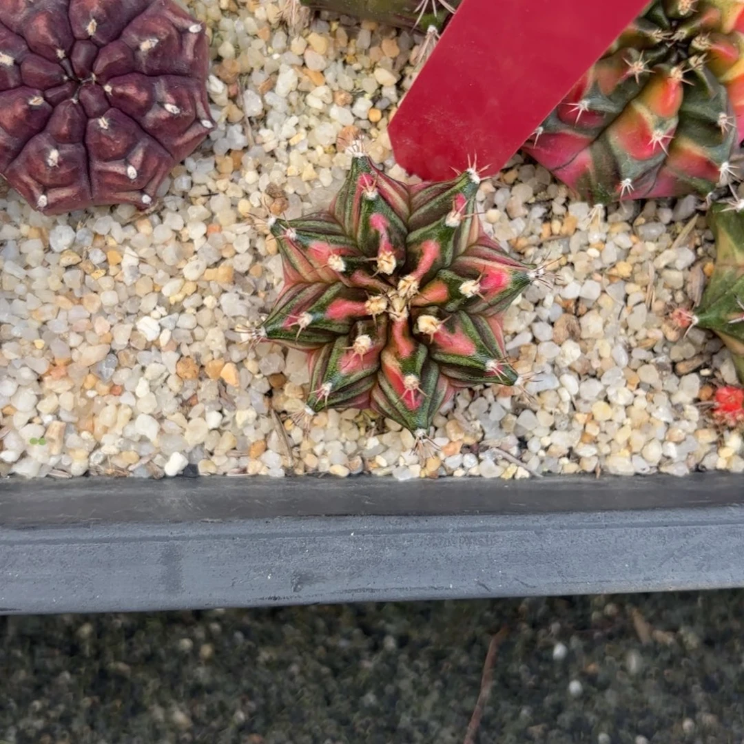 L519-1213泰国发货 五月福利