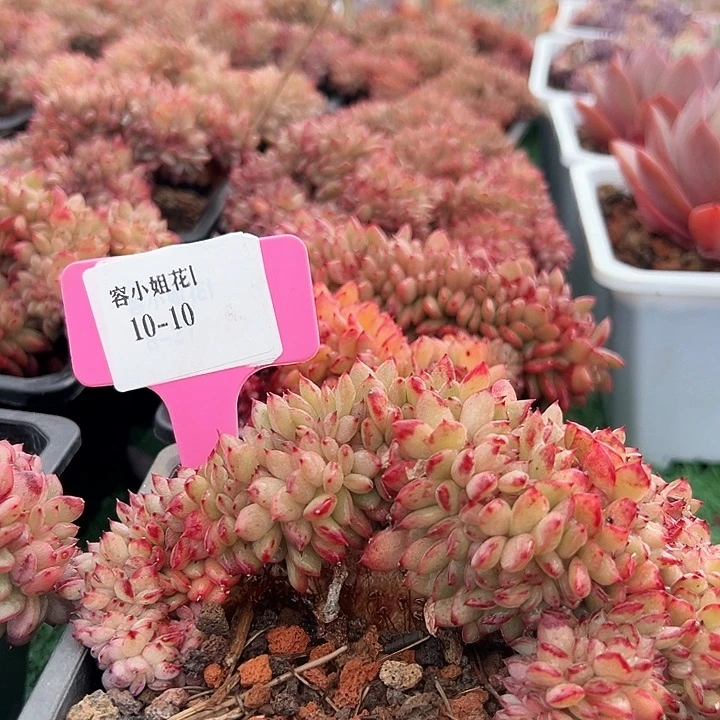 10.10芬迪一个脱土