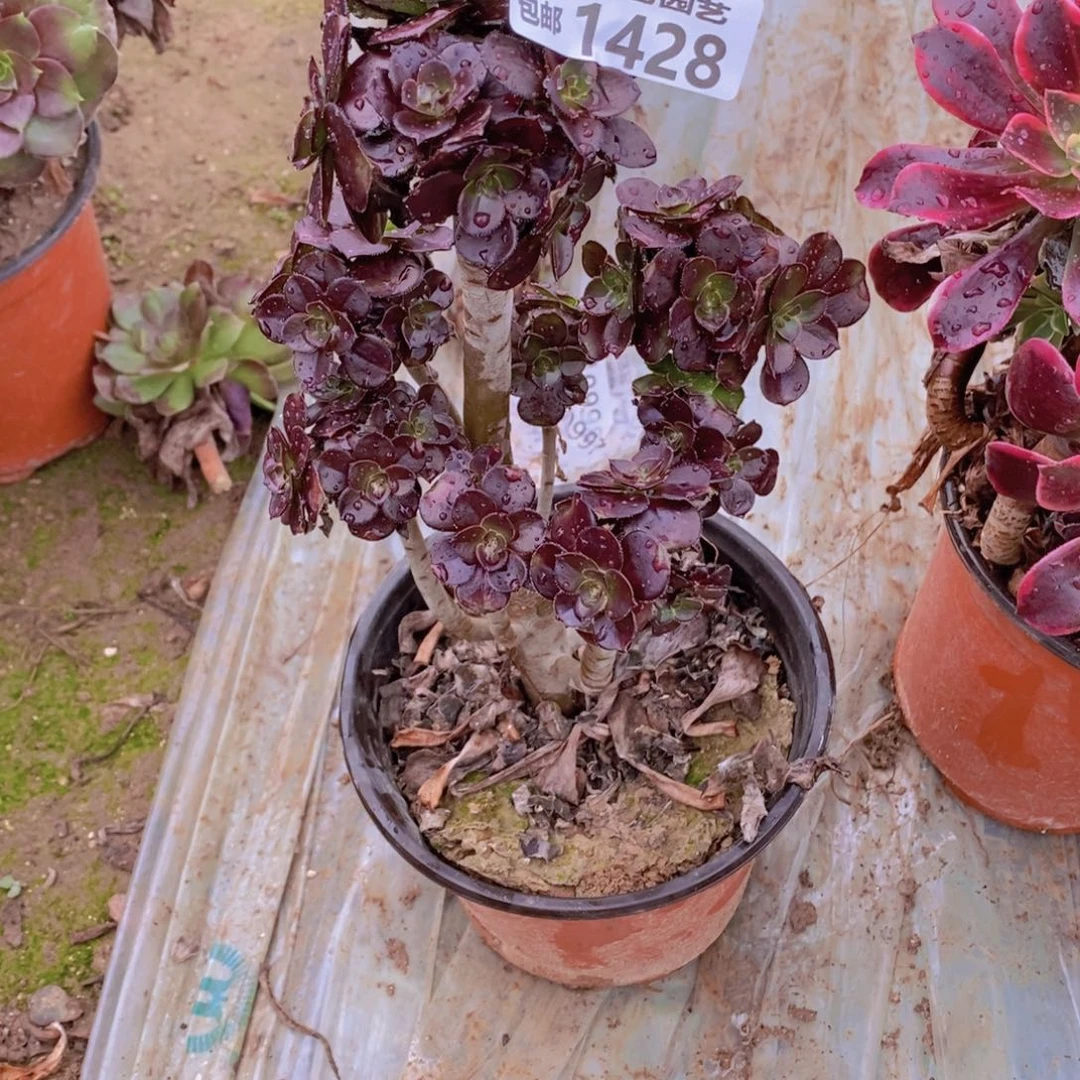 1428 号一物一拍多肉植物