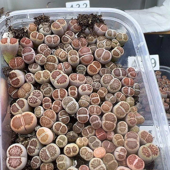 434尺寸小超级福利带奔