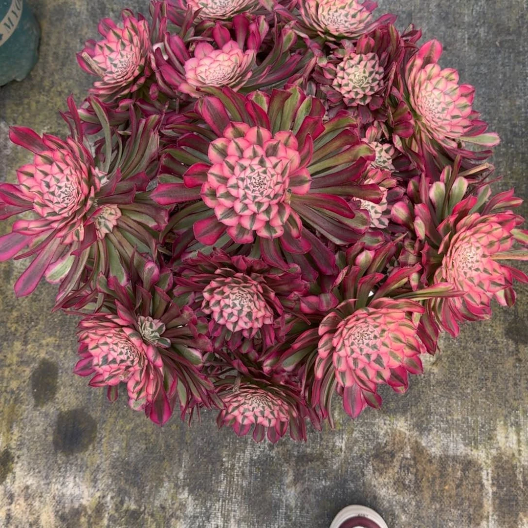 龙**敬红铜白法师多肉植物