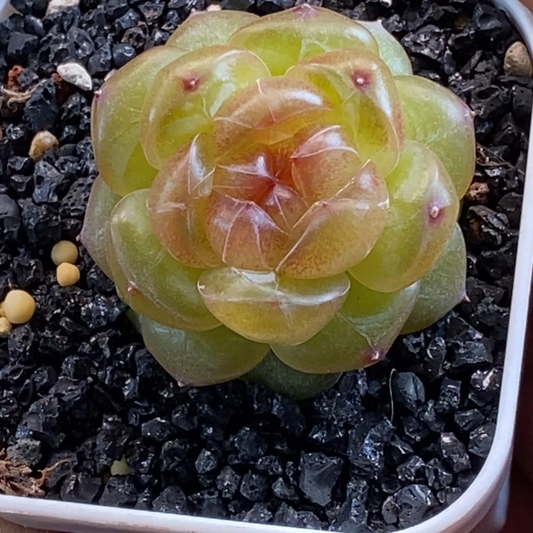 天官赐福百无禁忌