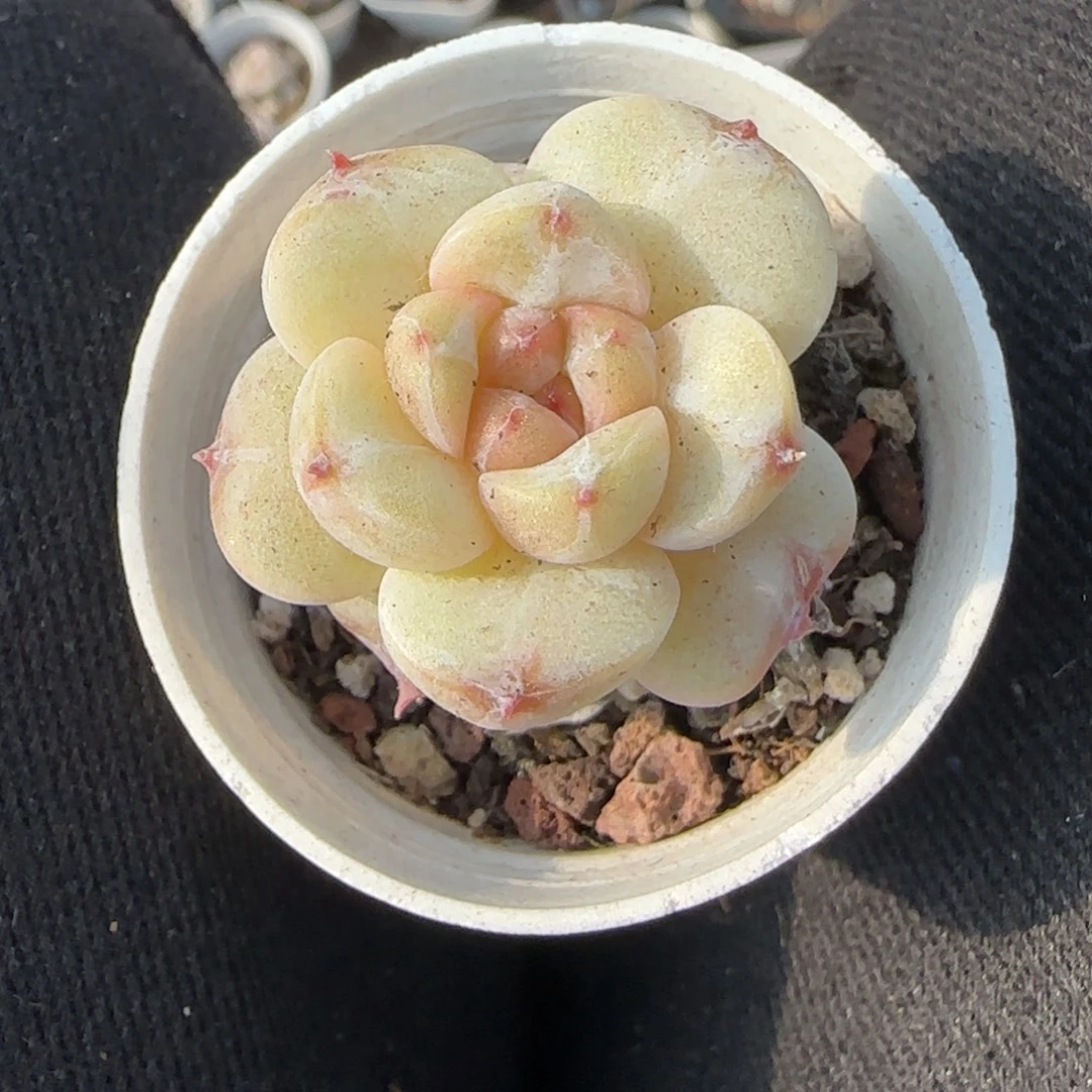 多肉小卡拉米糖心一物一拍