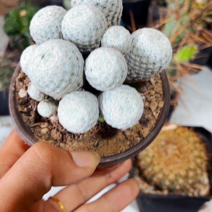 白鸟仙人球草球苗姐群头