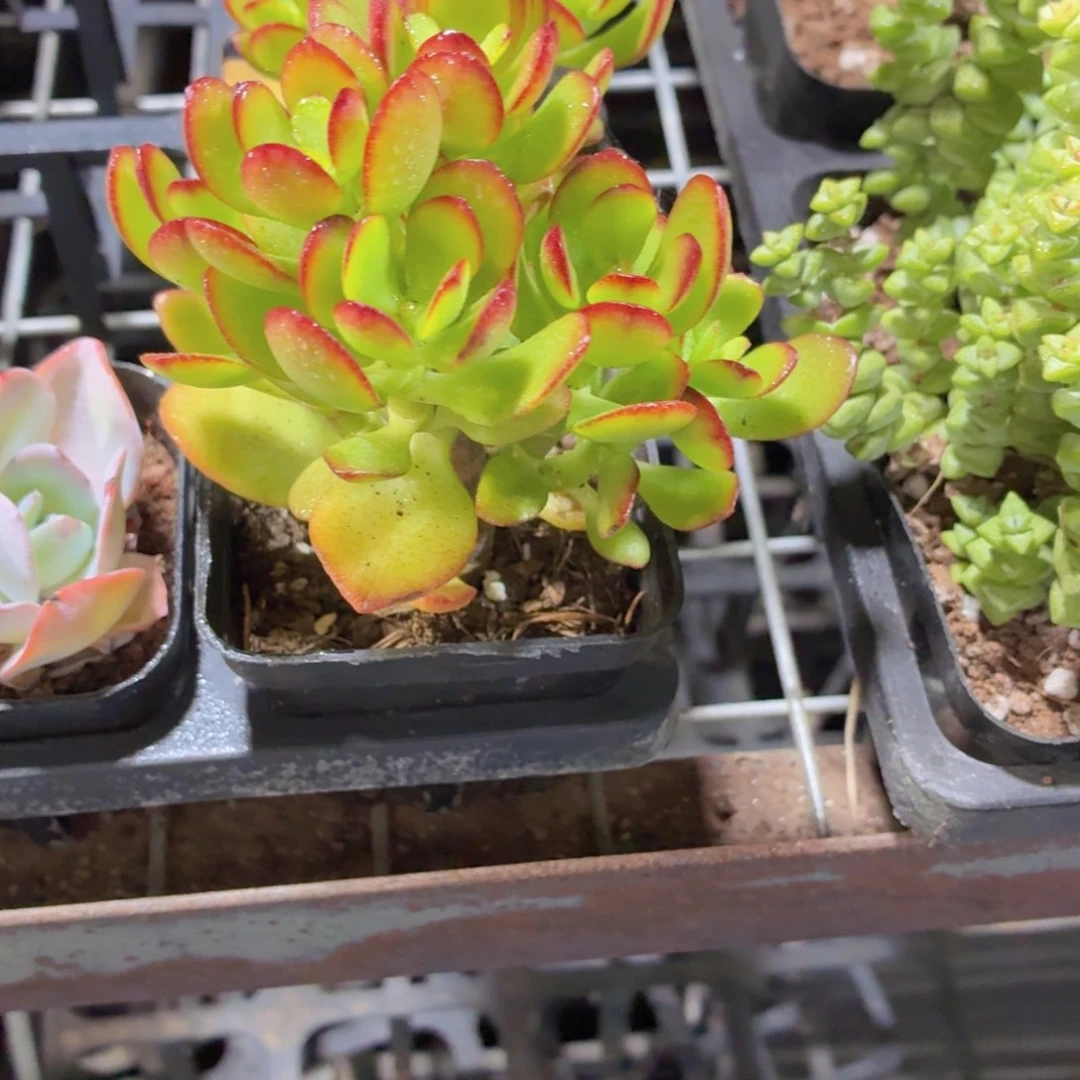 姬红花月多肉9.9包邮发货