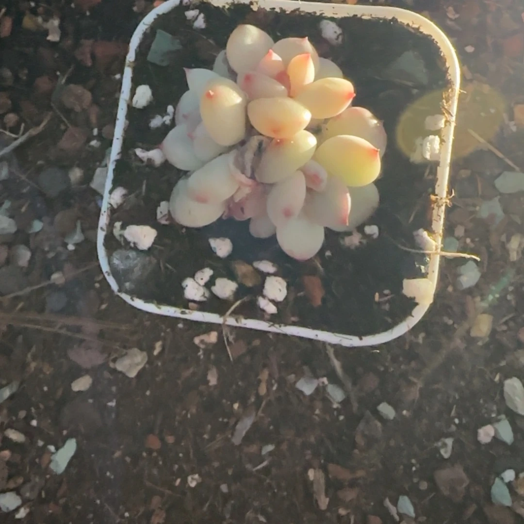 多肉小卡拉米糖心一物一拍