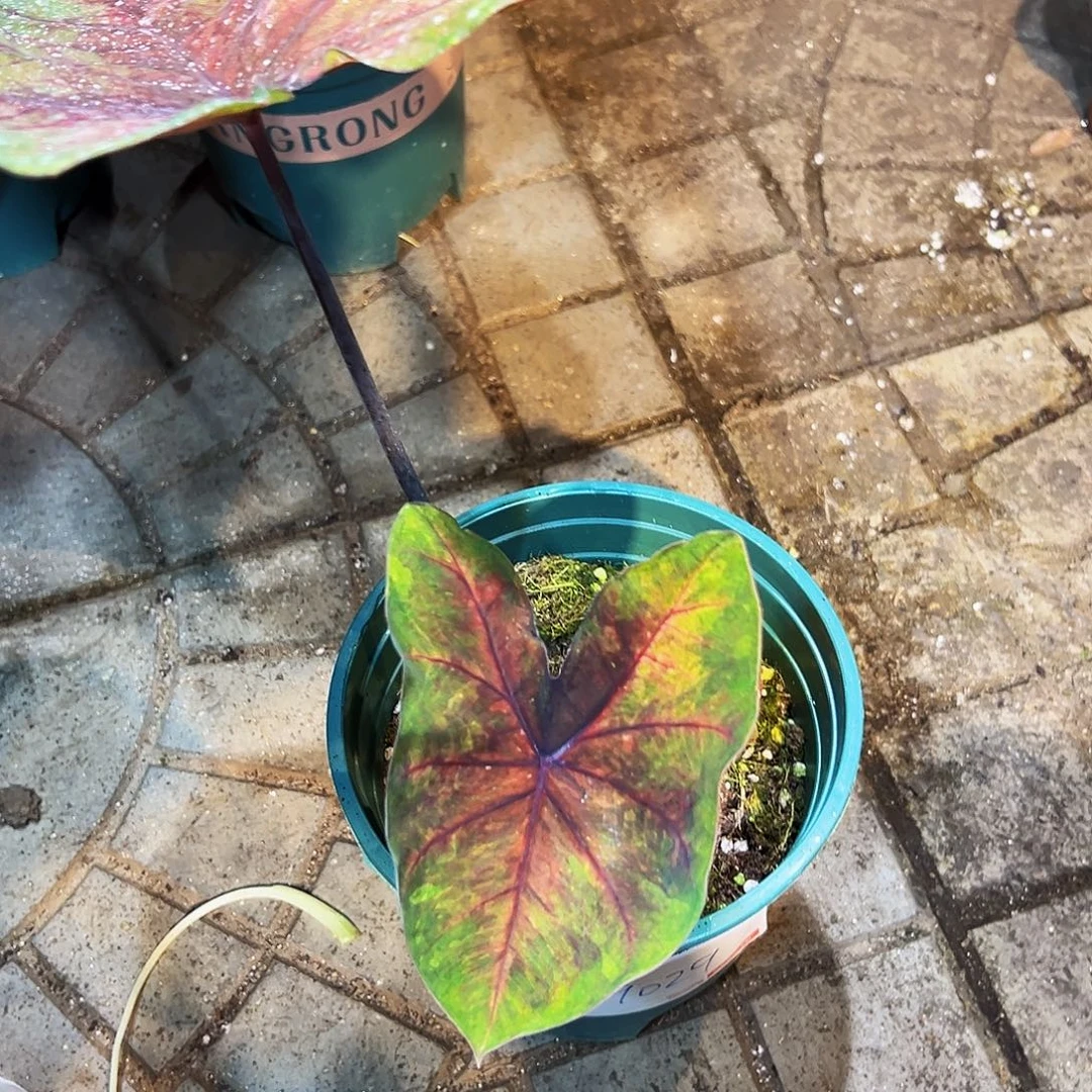 风***～完全开放9029泰彩