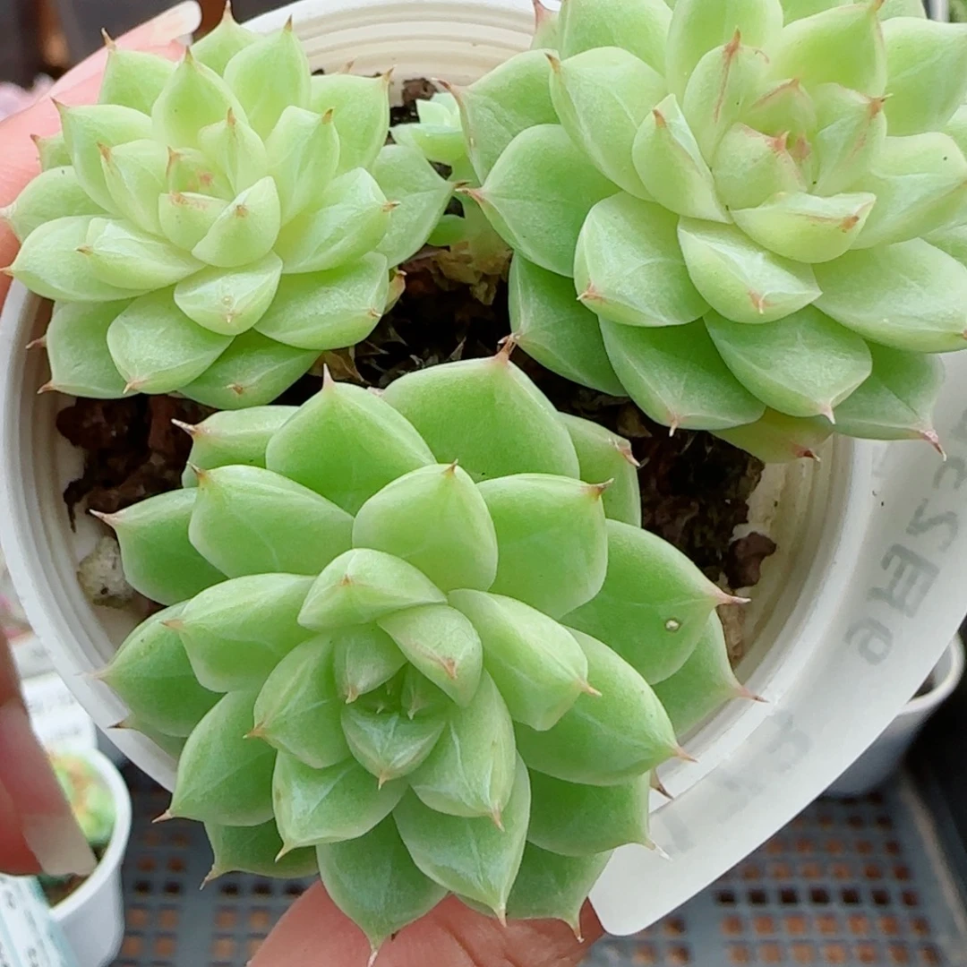 花语逸镜0923-173女王