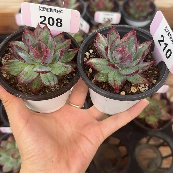 一****210、208 惊鸿仙子多肉植物
