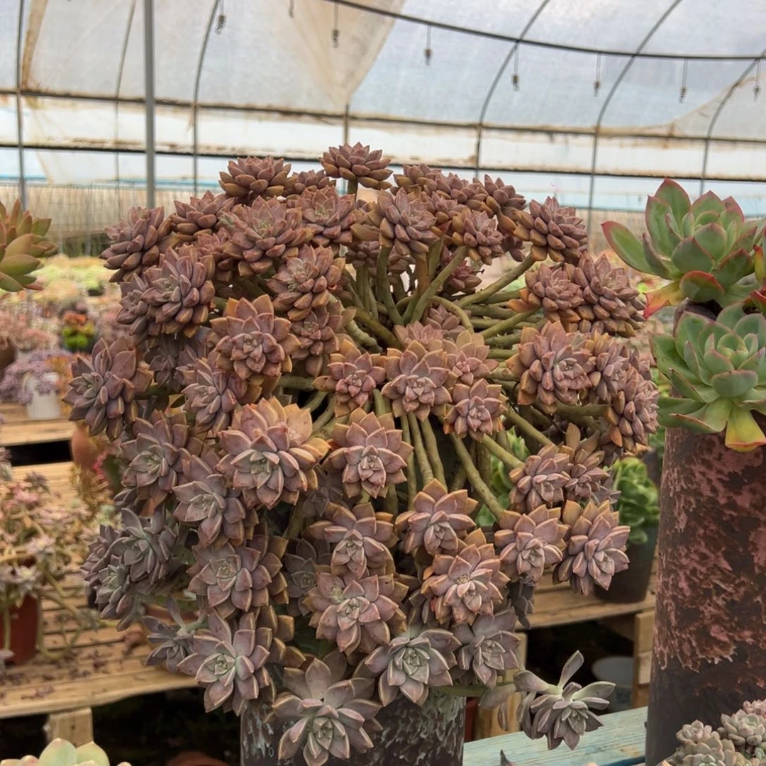 露养老桩脱土裸根阿伦培