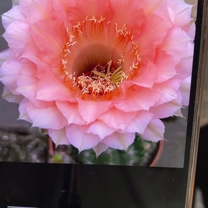 香香2525侧芽2公分左右