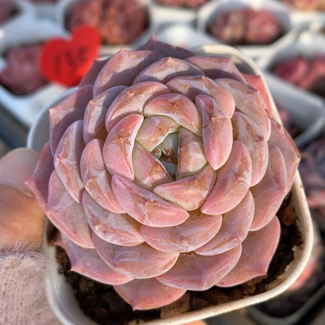 精品多肉一物一拍74