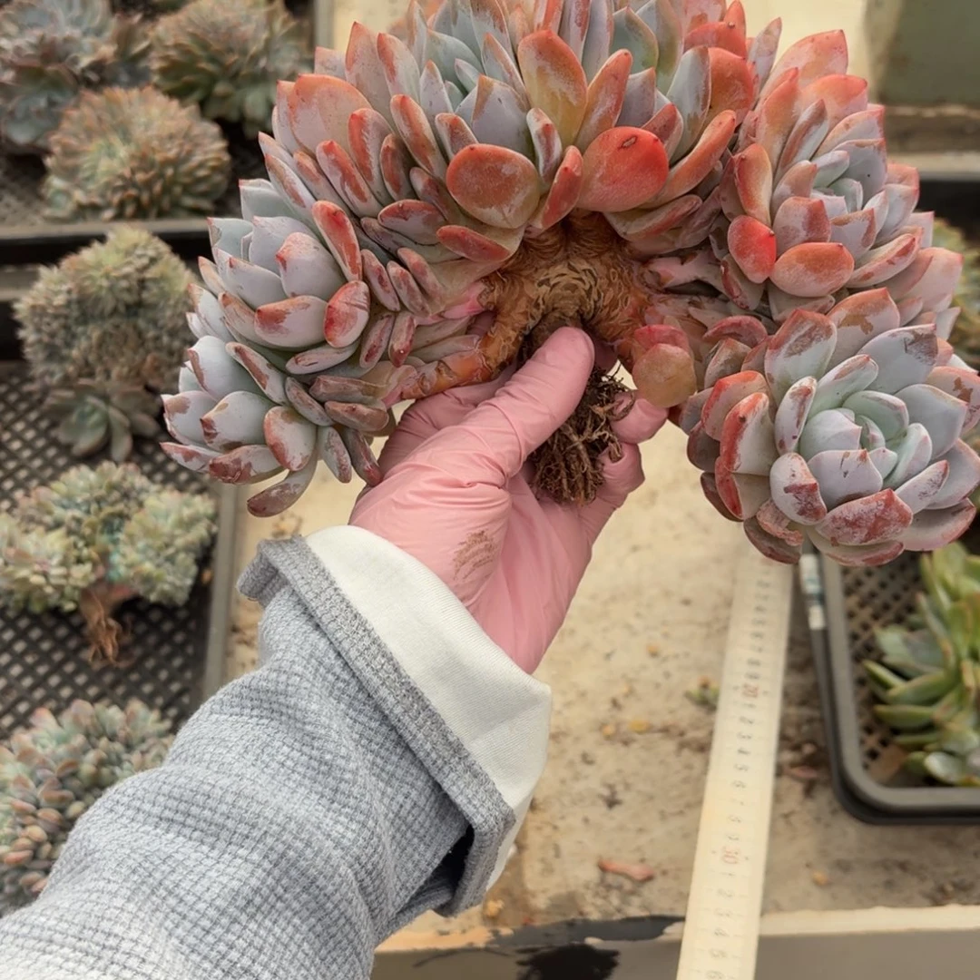 S***J31.006星影树缀差价