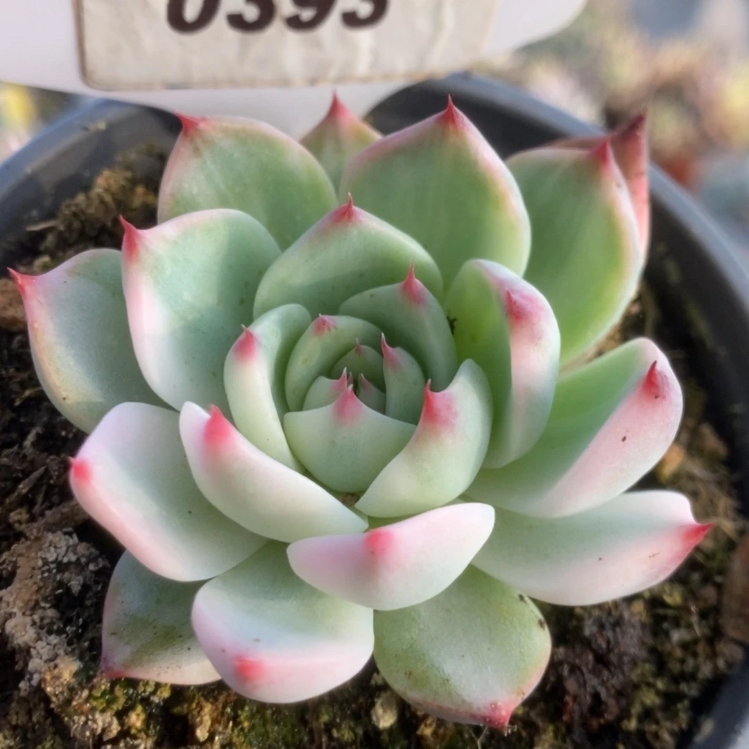 393锦锦锦锦锦锦锦