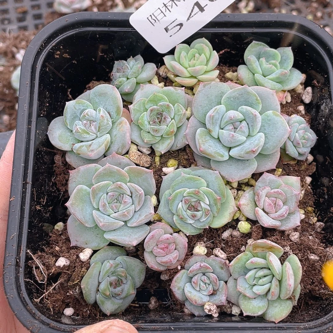 多肉植物多肉植物540