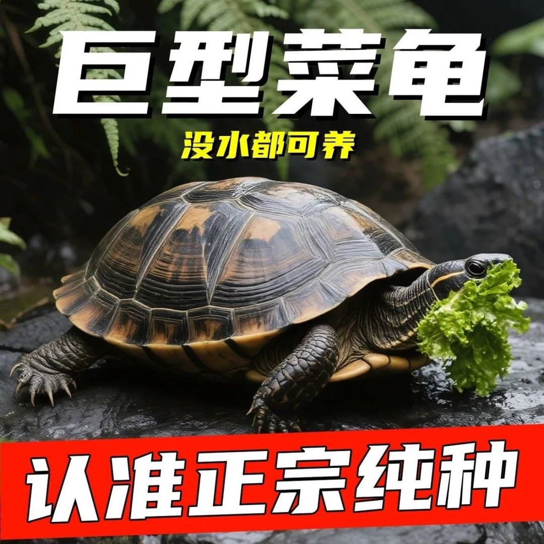 巨型陆养中华珍珠龟花龟特大型吃菜龟素食乌龟观赏宠物活体下蛋龟