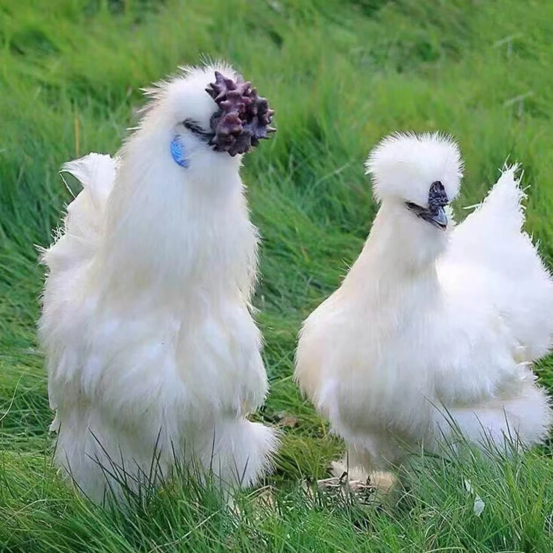 宠物鸡1斤丝毛乌骨鸡白凤乌骨宠物鸡宠物活体