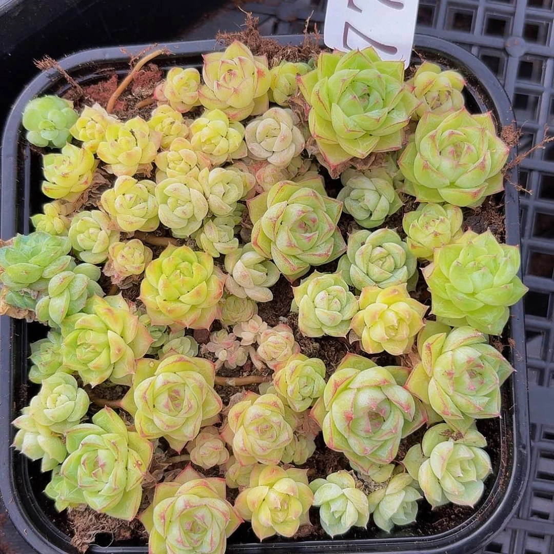 多肉植物多肉植物774