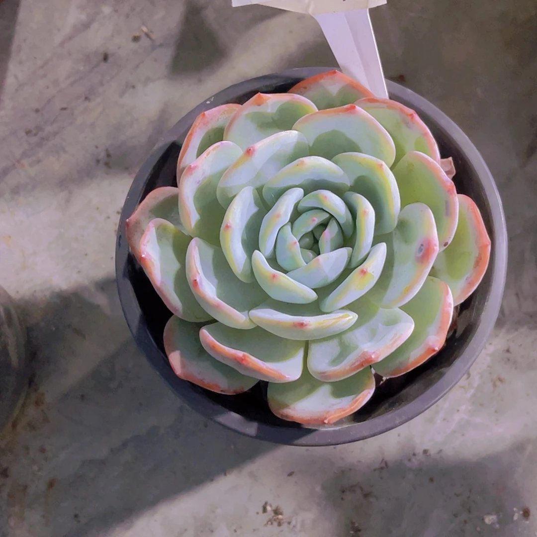 ****️00000000000000624