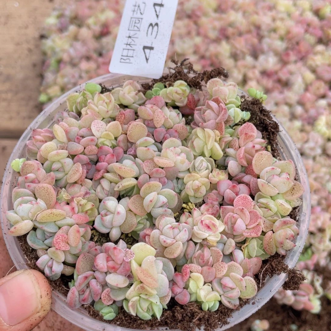 量拍多肉植物多肉植物434